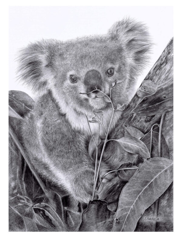 Among the Gum Leaves