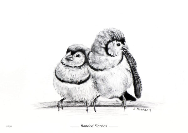 Banded Finches