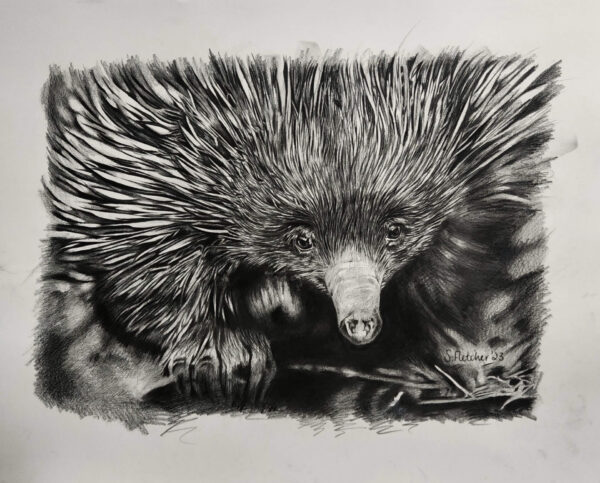 Echidna