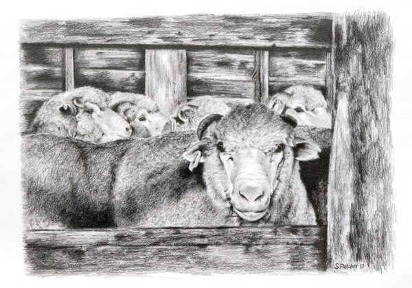 Shearing Time