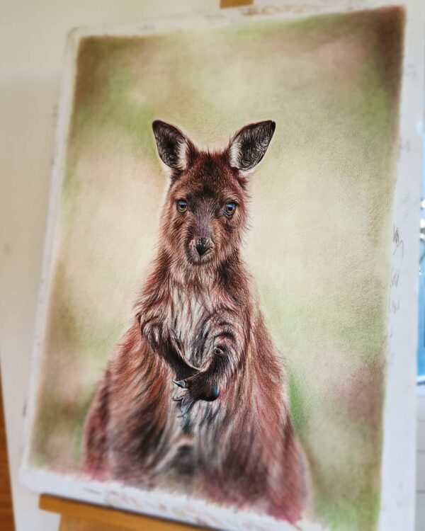 Wallaby