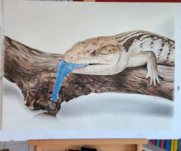 Blue Tongue