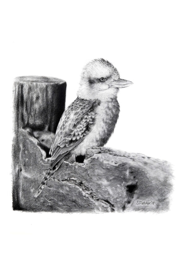 Kookaburra