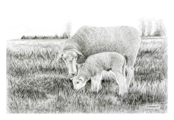 Lambing Season