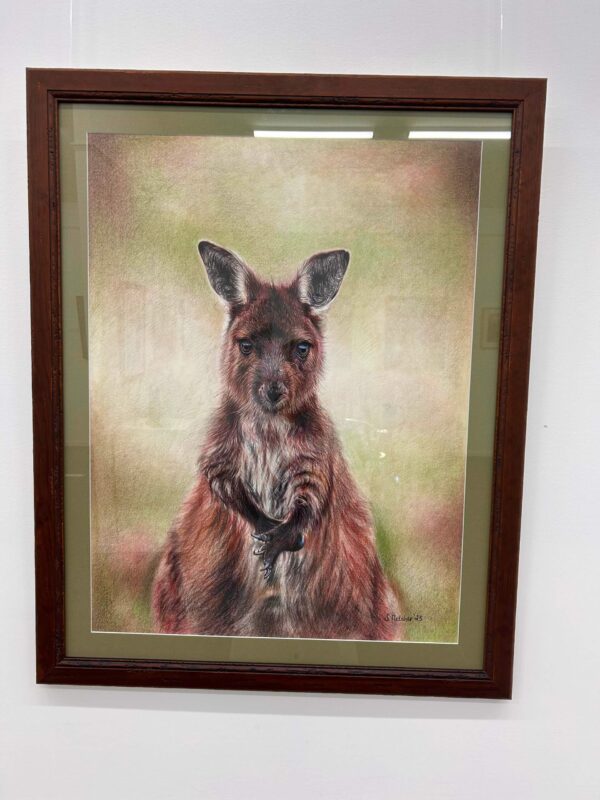 Wallaby - Image 2