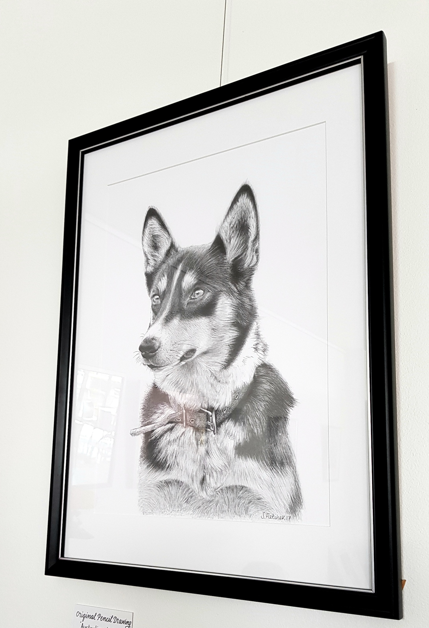 Australian Kelpie - Image 2